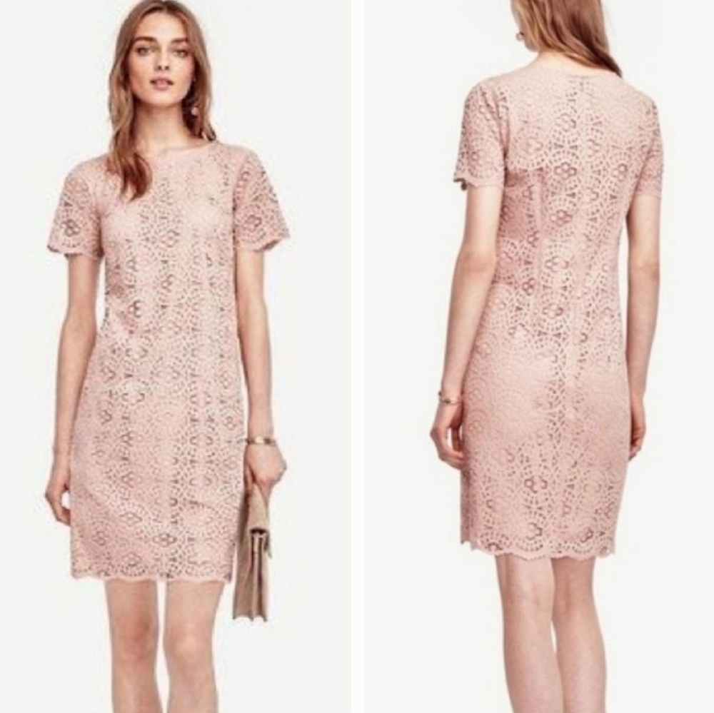 ANN Taylor Blush Lace Midi dress